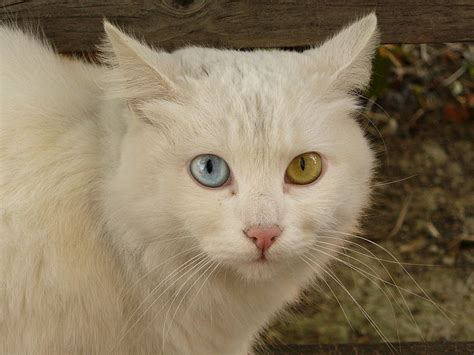 Musings of a Biologist and Dog Lover: Heterochromia: Types ...