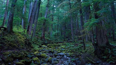 Hoh Rain Forest Olympic National Park On Line Hd Wallpaper Pxfuel