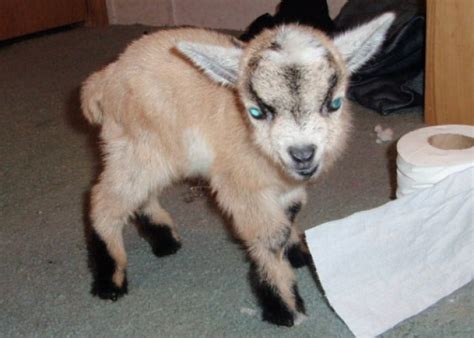 Alpacas birds bison camels cats cattle chickens chinchillas deer dogs donkeys ducks emus goats geese guinea fowl horses llamas miniature cattle miniature horses mules ostrich peafowl quail. Pygmy Goats For Sale | 2010 pygmy goat Kids For Sale $70 ...