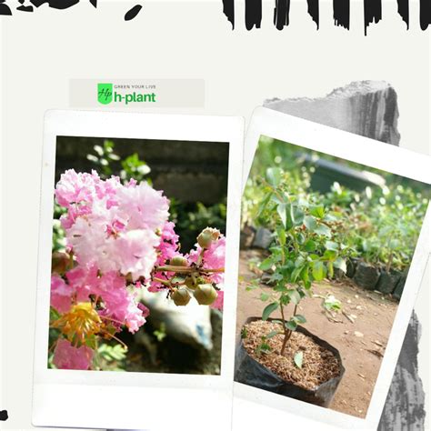 Bunga matahari adalah bunga yang sangat menawan apalagi bunga ini selain mempercantik halaman rumah juga bisa cara menanam bunga matahari lokal | perkembangan dari biji sampai berbunga. Jual Bibit Pohon Bunga Sakura Pink - Tanaman Jepang Lokal ...