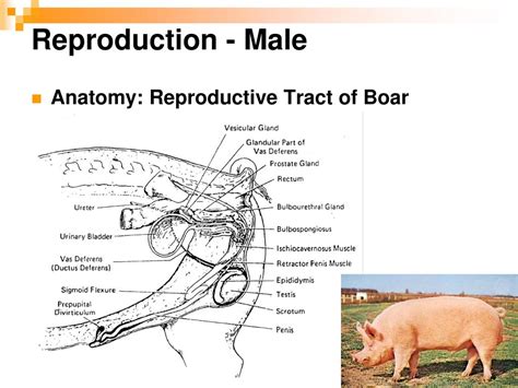 Female Pig Reproductive System