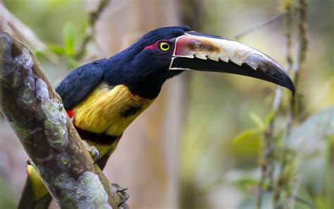 Animals Toucans Birds Wallpapers Hd Desktop And Mobile Backgrounds