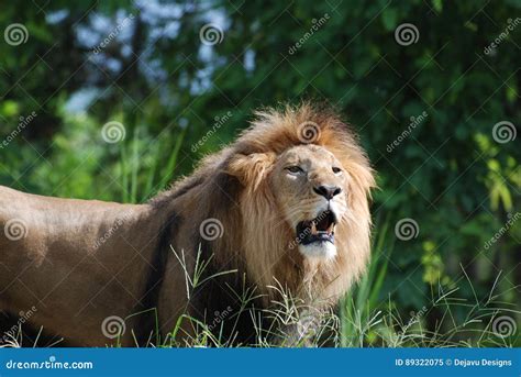 Gorgeous Face Of A Magnificent Lion In The Wild Stock Image Image Of