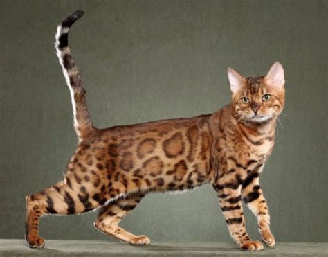 bengal     popular cat breeds   wild history pet radio magazine