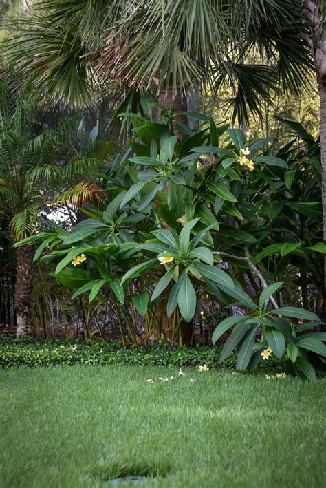 Hawaiian yellow plumeria plant cutting ~ grow hawaii. Accents Archives - Page 3 of 3 - Michael A. Gilkey, Inc.