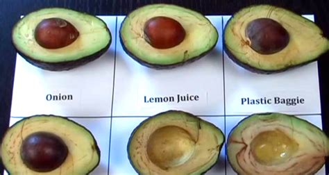 Cats should never eat guacamole. After I Saw This Video, My Avocados Never Turned Brown Again