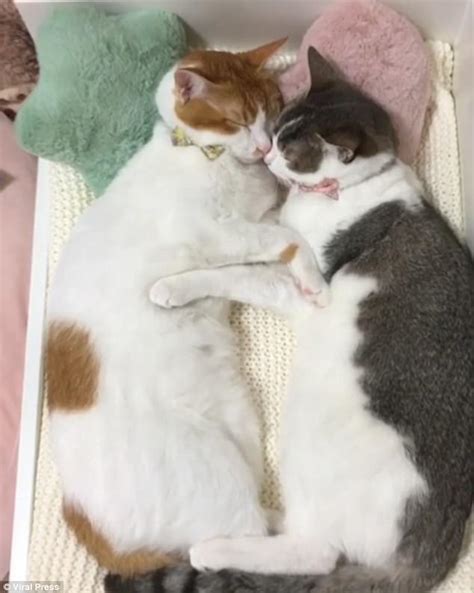 Cats Cant Go To Sleep Without Cuddling In Tokyo Daily Mail Online