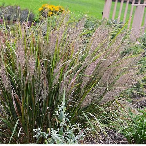 Korean Feather Reed Grass In 2021 Shade Grass Ornamental Grasses