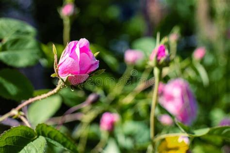 Pink Blooming Rosebud In The Garden Background Stock Image Image Of