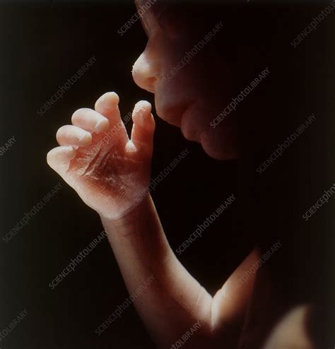 Foetus 17 Weeks Stock Image C0488024 Science Photo Library