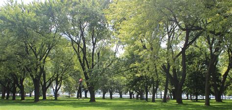 Urban Forestry Grants And Incentives City Of Toronto