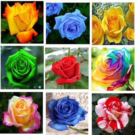 Rose Rose 9, Nine types of Rose flower plant Seed Price in India - Buy Rose Rose 9, Nine types 