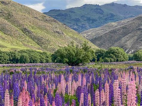 When And Where To See Lupins In New Zealand 2024