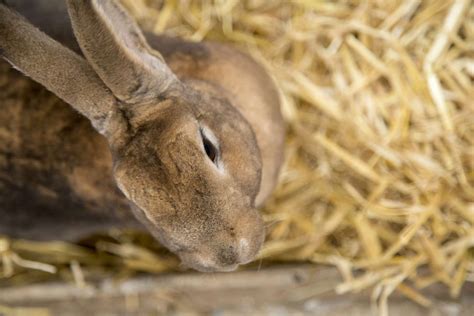 How Do Rabbits Drink Water 6 Questions Answered Petcosset