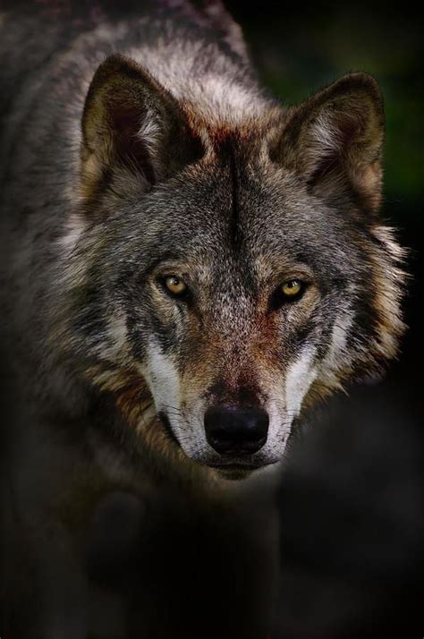 Pin By Lenna Evans On Mes Amis Les Loups Wolf Spirit Animal Wolf