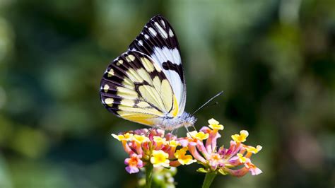 Butterfly On Flower Wallpapers Wallpaper Cave
