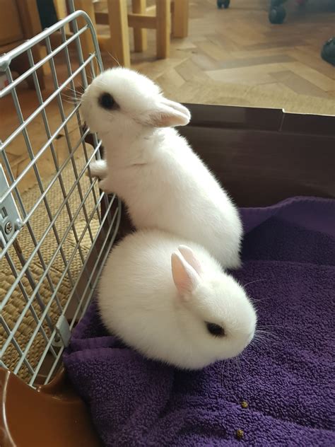 Mother is a californian and dad is a new zealand, born january 1st. 2 cute female Netherland dwarf bunnies for sale | 243561 ...