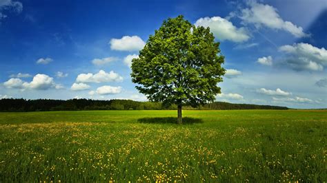 La cafetería hd abre sus puertas. HD Landscapes Nature Trees Land Background Images ...
