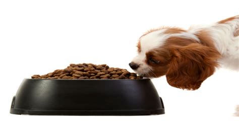 It will help manage their weight, regulate bowel movements, and build a stronger immune system, contributing to a longer lifespan. Benefits of High-Fiber Dog Foods - American Kennel Club
