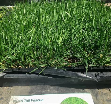 90 10 Tall Fescue Drought Tolerant Testing Sod And Seed Sod And Seed