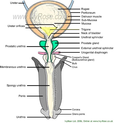 Start studying human reproductive systems. Amicus Ilration Of Anatomy Urinary System Kidneys | Best ...