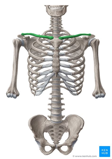 Shoulder Girdle Anatomy Movements And Function Kenhub