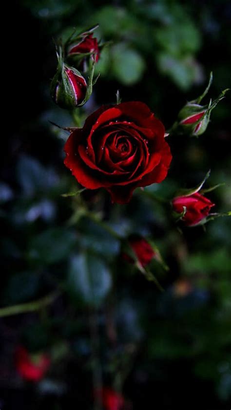 Download 720x1280 Red Rose Cell Phone Wallpaper