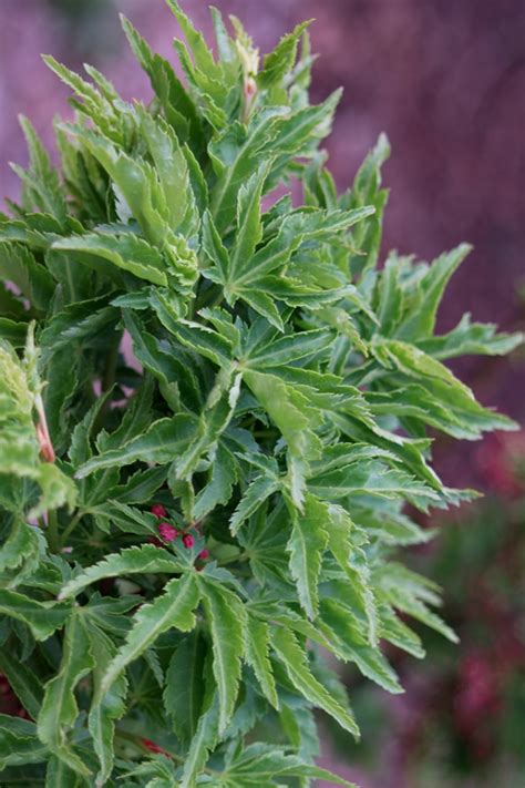 Definitely one of the most distinct japanese maples in our. Buy Lions Head Japanese Maple Trees - FREE SHIPPING ...