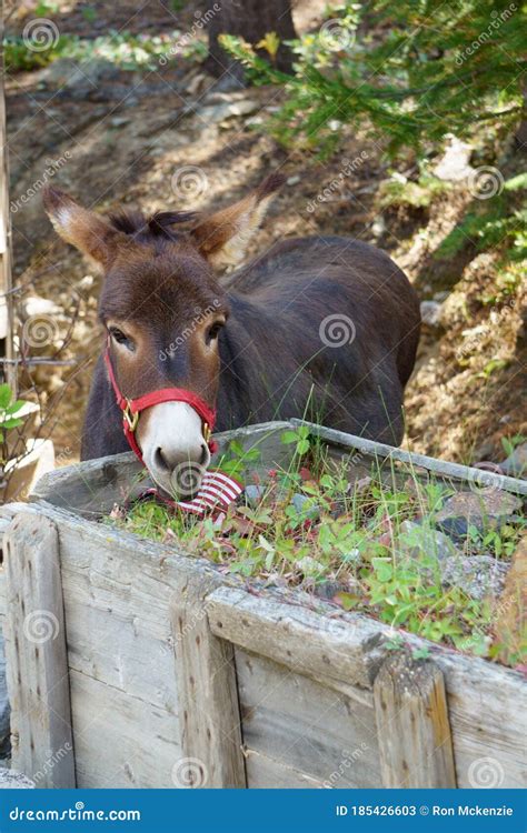 Donkey Eating The Flowers Stock Image Image Of Planter 185426603