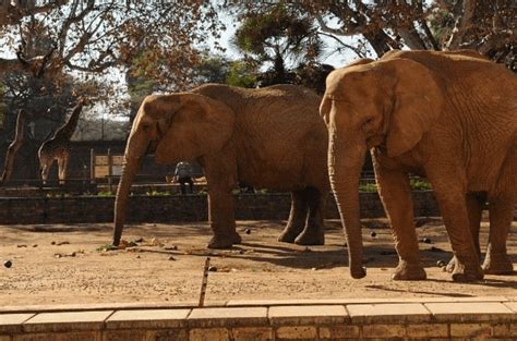 Pretoria Zoo Everything You Need To Know About Pretoria Zoo South Africa