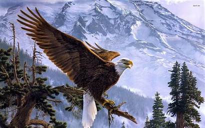 Eagle Bald Wallpapers Desktop Background Backgrounds American