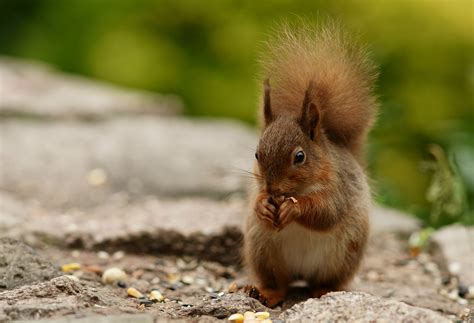 Photo Of Squirrel Eating Nut On Top Of Gray Concrete Hd Wallpaper