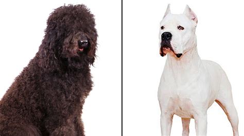 The American Kennel Club Announced Two New Dog Breeds The