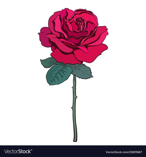 Red Rose Flower With Leaves And Stem Hand Drawn Vector Image