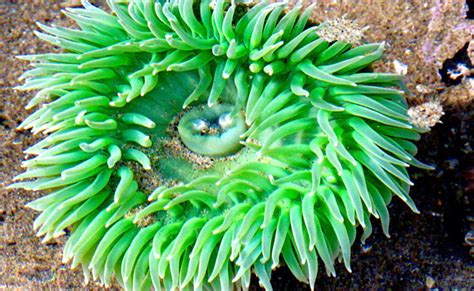 10 Wonderful Underwater Plants
