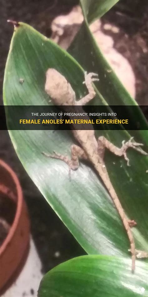 The Journey Of Pregnancy Insights Into Female Anoles Maternal