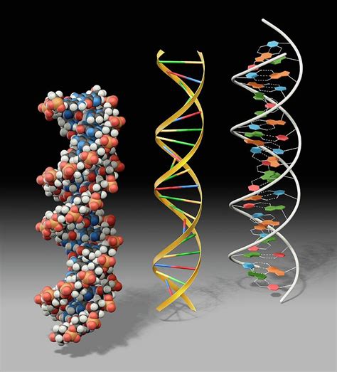 Dna Models Photograph By Carlos Clarivanscience Photo Library