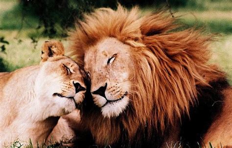 Lions Cuddle And Rub Heads To Maintain Their Friendships Lion Love