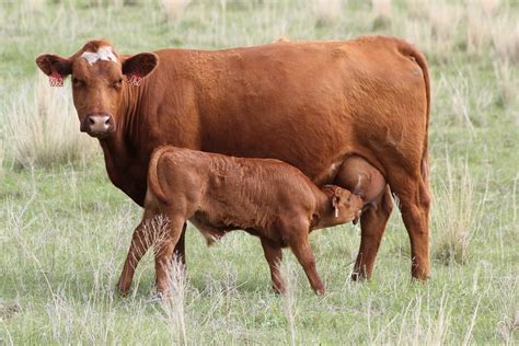 Cow Udder Score And Calf Performance In The Nebraska Sandhills A