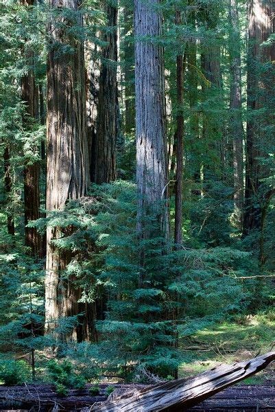 Select town or area arcata ave. Pin on TREE LOVERS DELIGHT