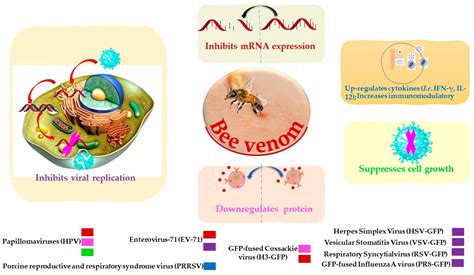 Toxins Free Full Text Antimicrobial Properties Of Apis Melliferas