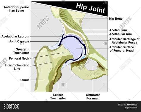 Hip Joint Anatomy Diagram Figure Anatomical Structure Consist Of Femur