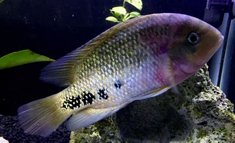 Cichlasoma Vieja Synspilum Redhead Cichlid Cichlids Fish Pet Fish