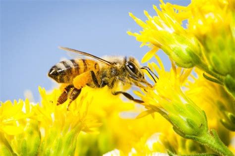 Such vectors include bees, certain birds and wind. How Do Bees Help Some Plants Reproduce : World Bee Day The ...