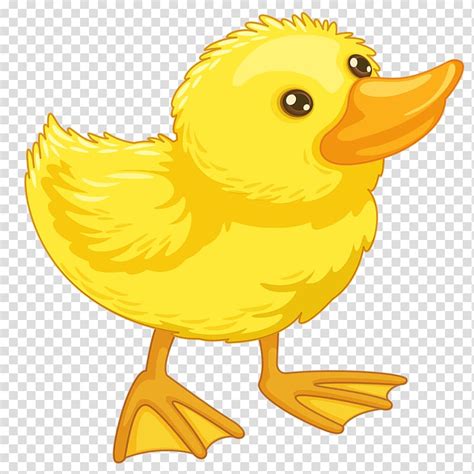 Duck Drawing Cute Little Yellow Duck Transparent Background Png