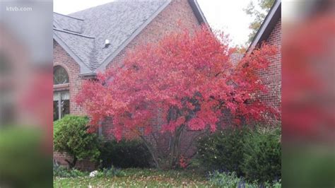 You Can Grow It Trees That Provide Spectacular Fall Color