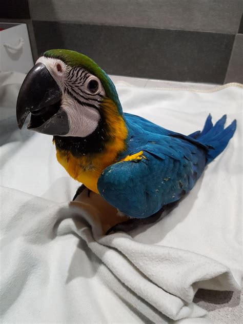 Macaw Birds For Sale Manassas Va 272281 Petzlover