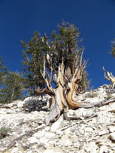 Methuselah The Worlds Oldest Tree A Bristlecone Pine Found In The