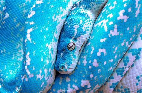 Tuesday Dopeness 32 Pics Sneakhype Tree Python Blue Snake Snake