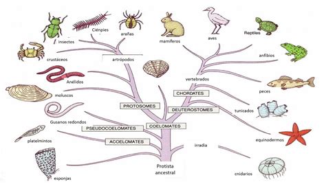 Explique O Que é Taxonomia Sistemática E Filogenia Edubrainaz